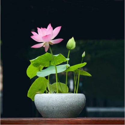 💐The Sacred Bonsai Bowl Lotus Flower🌸🌺