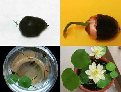 💐The Sacred Bonsai Bowl Lotus Flower🌸🌺