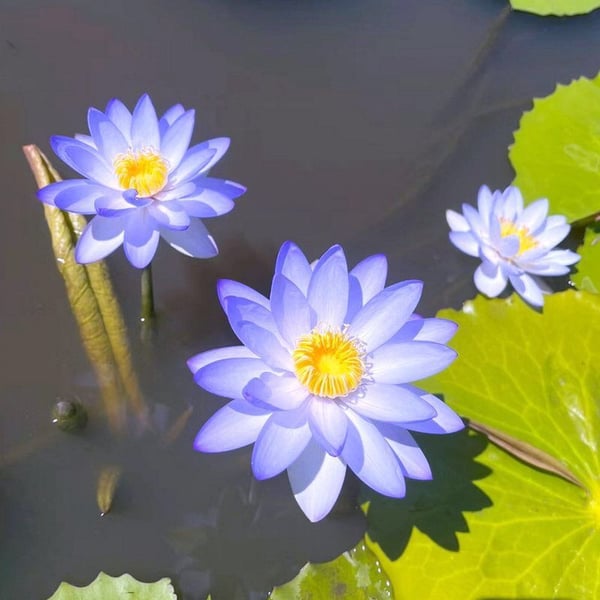 💐The Sacred Bonsai Bowl Lotus Flower🌸🌺