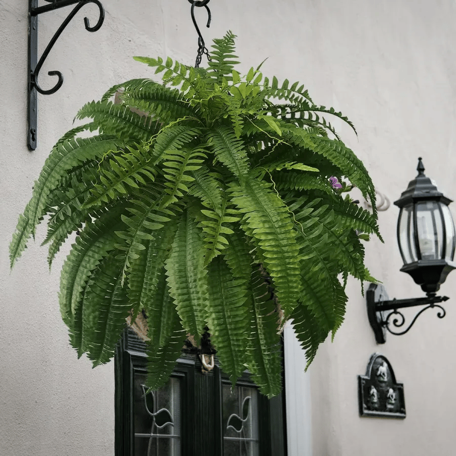 🍀Last Day 75% OFF--UV Resistant Lifelike Artificial Boston Fern🍀